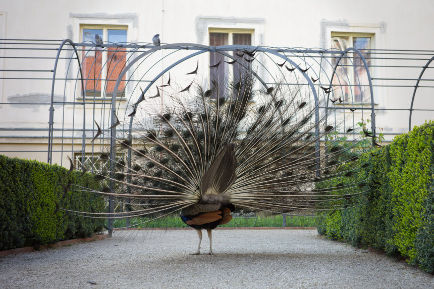 peacock