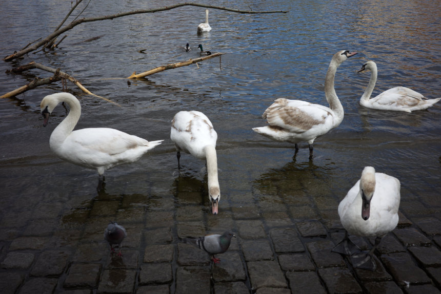 swans