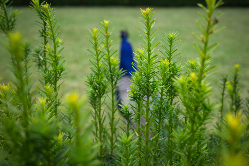 peacock by Miro